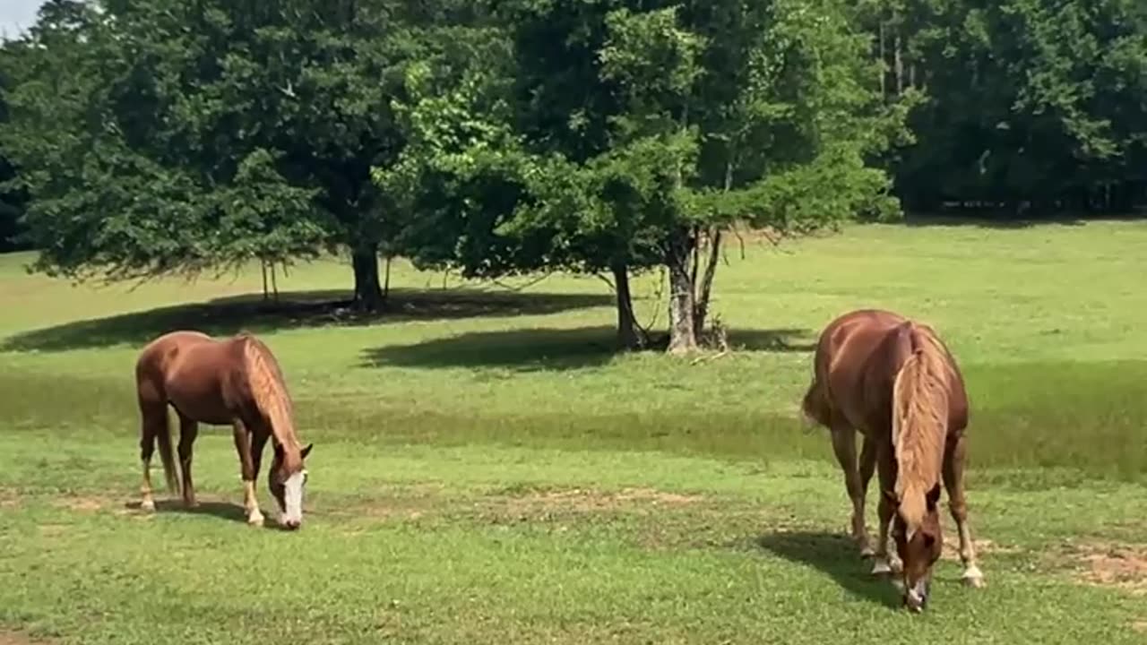 Snacking after Breakfast and getting ready for Lunch