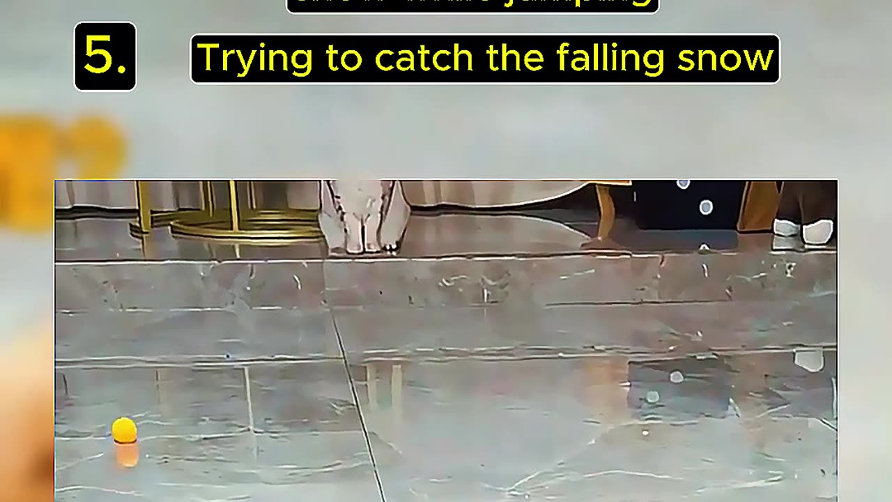 Random Funny Cat Video