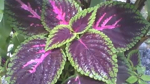 Beautiful coleus plant, with green borders, purple and a touch of pink [Nature & Animals]