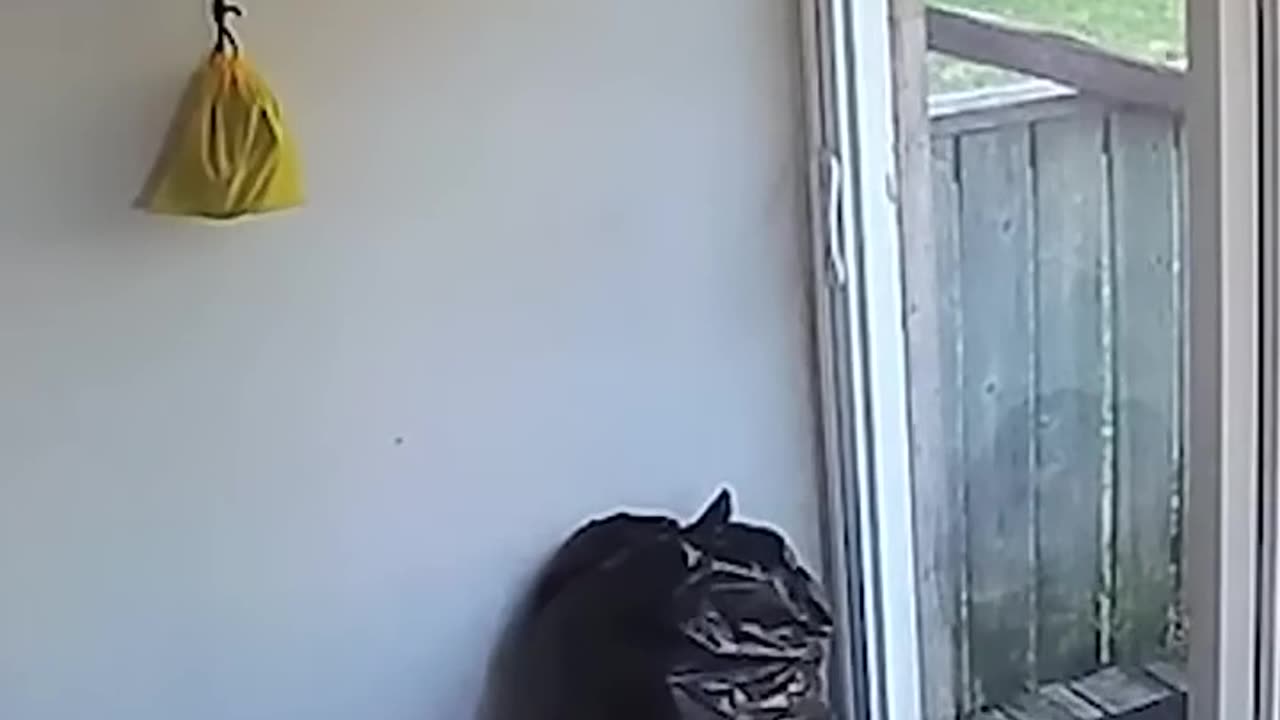 Funny dog moments 18