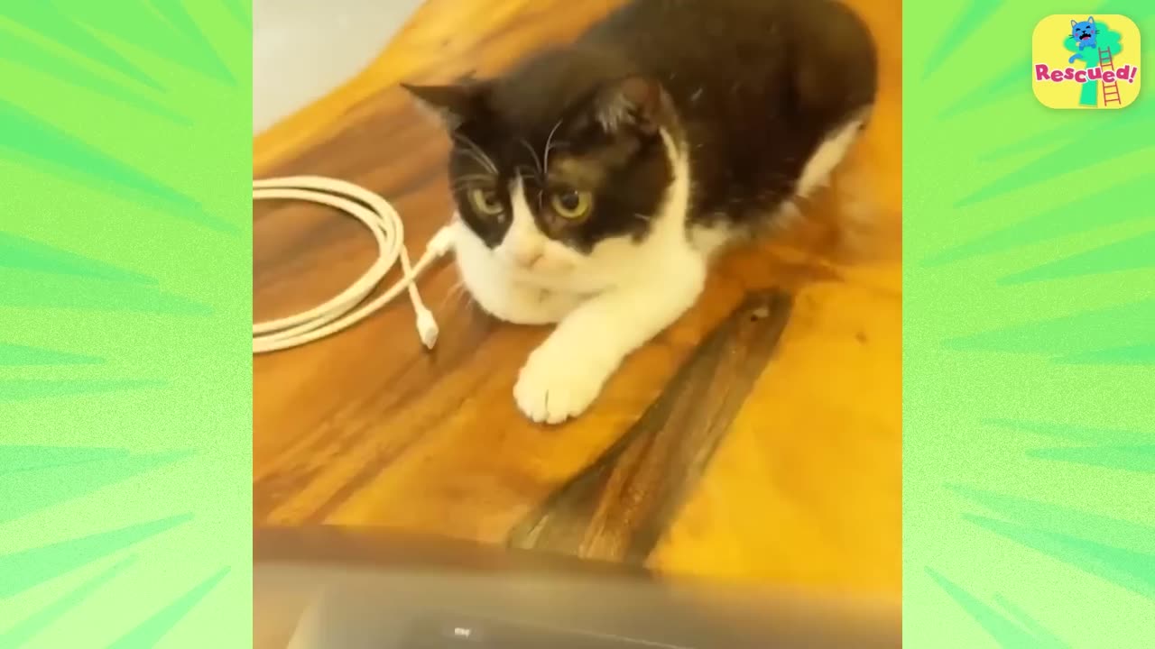 Best Cats & Dogs Entertainment