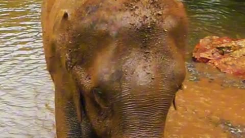 Warning: Elephant Splash Zone! 🐘💦 | Sounds of Nature