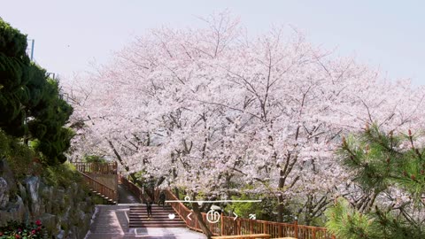 Relaxing Rootflute music 🎶