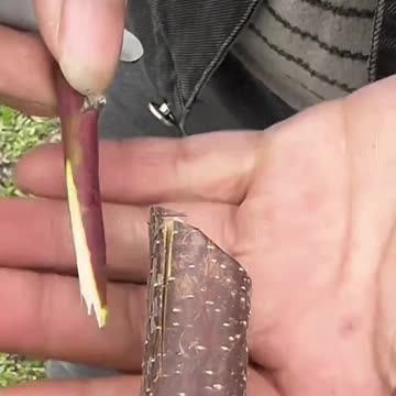 How to Breeding Part-6