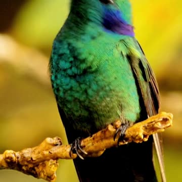 Tiny Majesty 🐦🌿 | Sounds of Nature