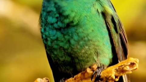 Tiny Majesty 🐦🌿 | Sounds of Nature