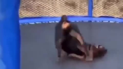 This Wise Dog Makes Sure His Friend Doesn't Get Hurt