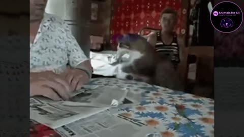 Funniest dogs and cats