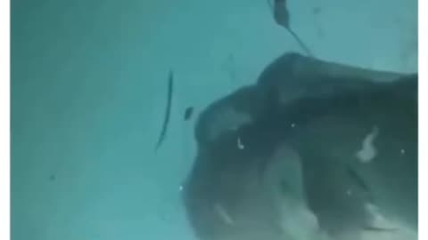 Do you know how powerful dolphins and other marine life can be beneficial to human health