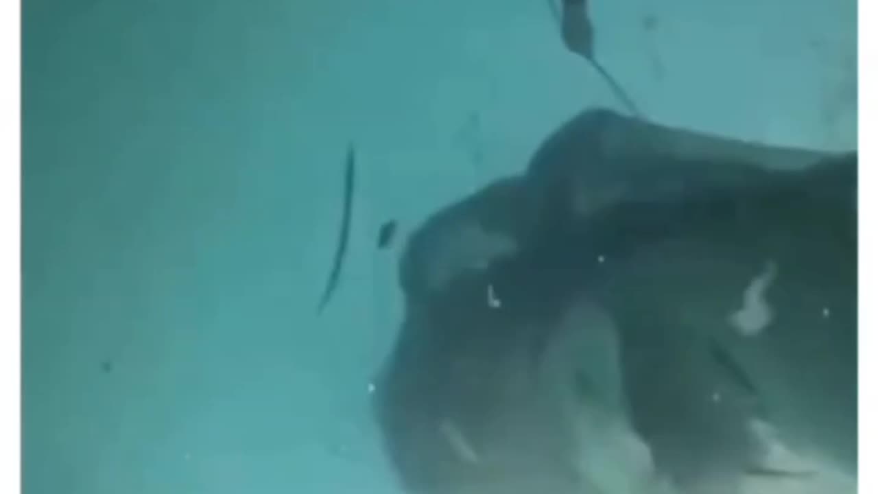 Do you know how powerful dolphins and other marine life can be beneficial to human health