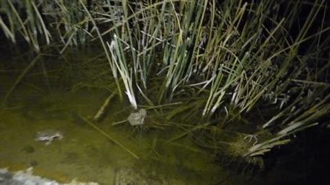 The Wendi primate found 2 toads!