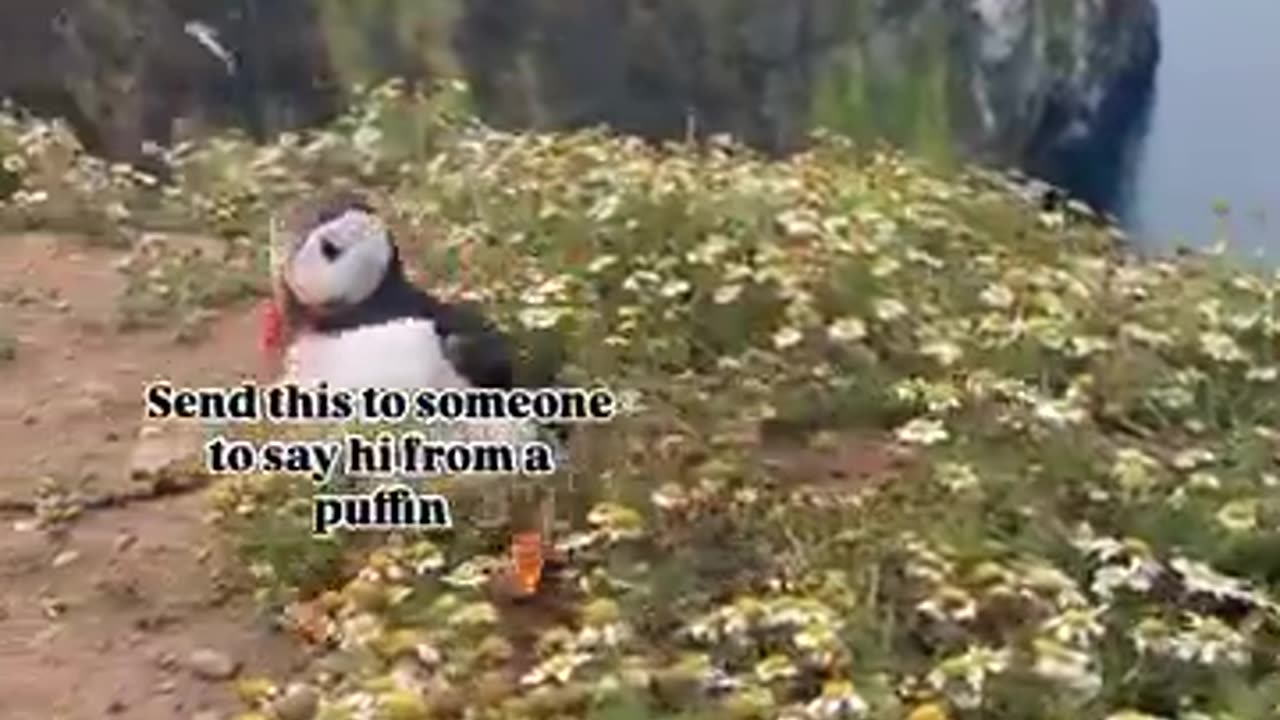 This puffin say hi