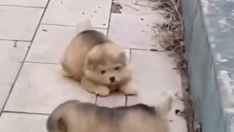 Laughing is life