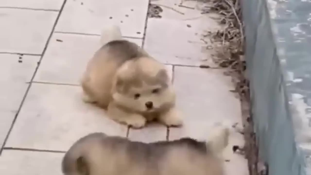 Laughing is life