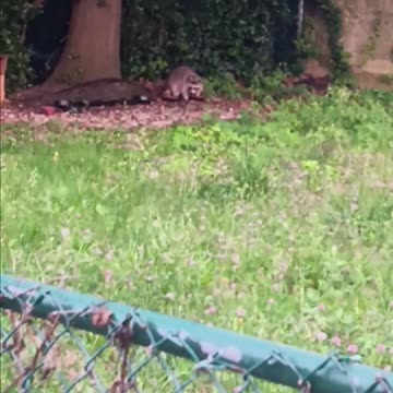 Raccoon eating