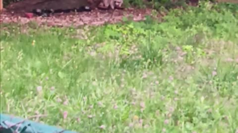 Raccoon eating