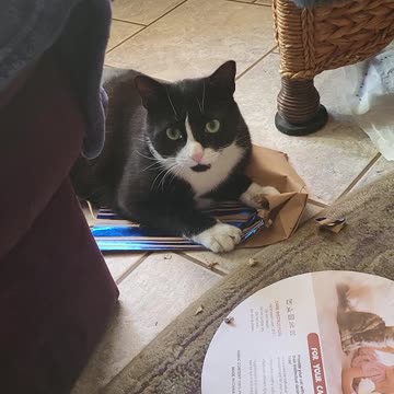 Storm hates paper bags