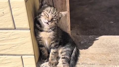 Why Do Cats Sleep Like That? 😺