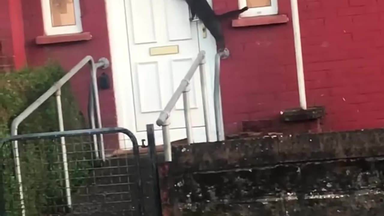 funny animals
