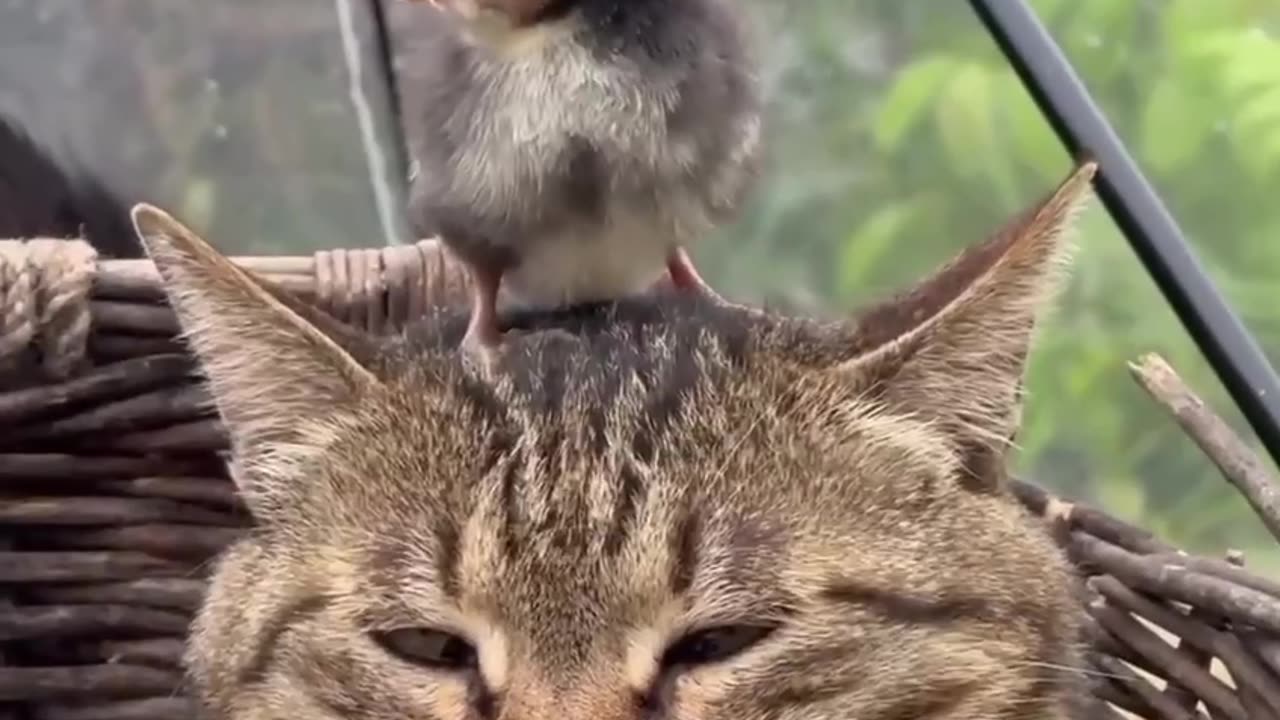 Chilling to nature sounds