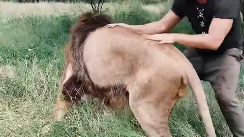 Lion Welcome!❤️