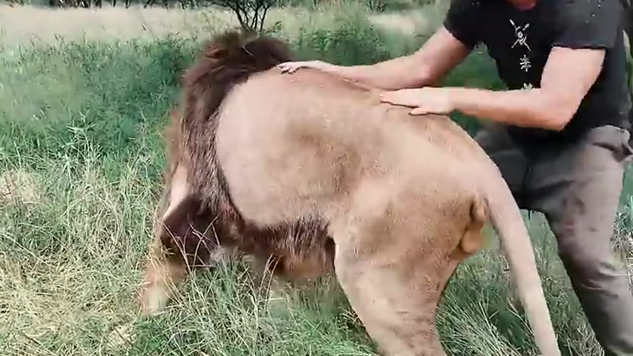 Lion Welcome!❤️