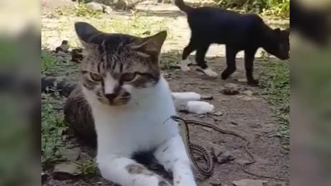 Unique - Cat and Snake best friends