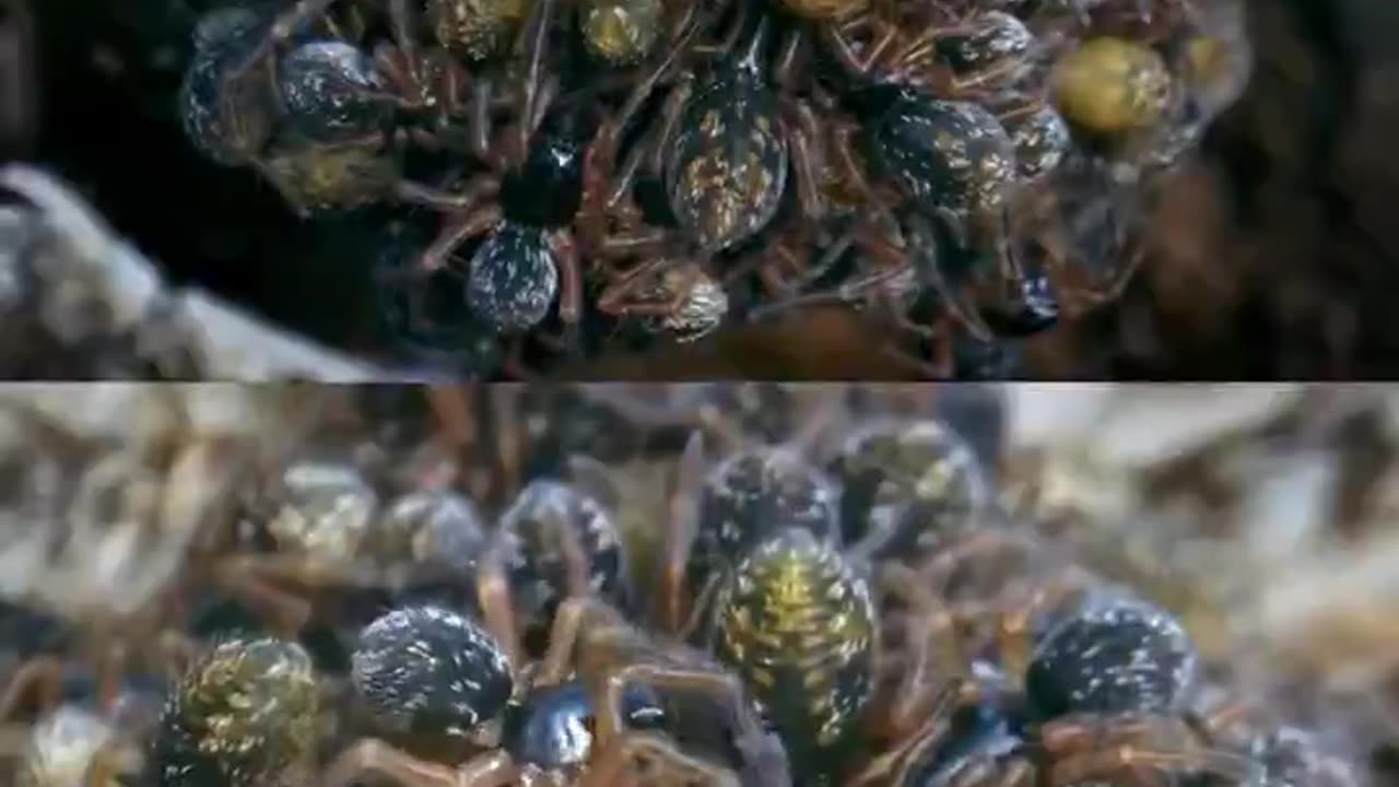 Wolf spiders carry their young on their backs.