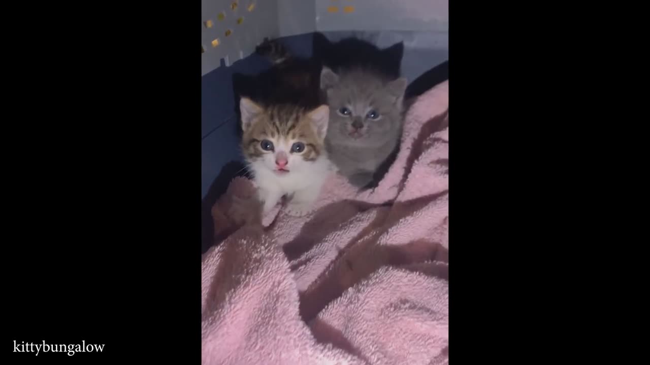 Kitten system crash 🐱