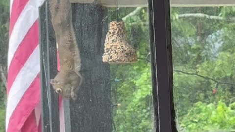 This Squirrel Doesn't Skip Leg Day
