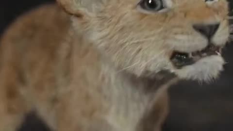Mufasa 😍❤️ (Part - 6).....#reels #viralreels #reel #mufasa #animation #lastest #romantic #viralreel