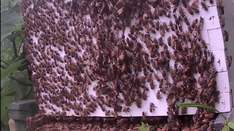 Bees on a Wednesday Morning at Sunrise