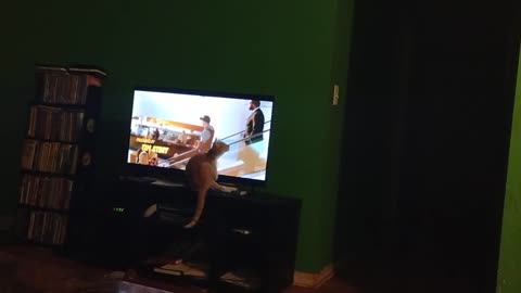 Our Kitten Watches TV