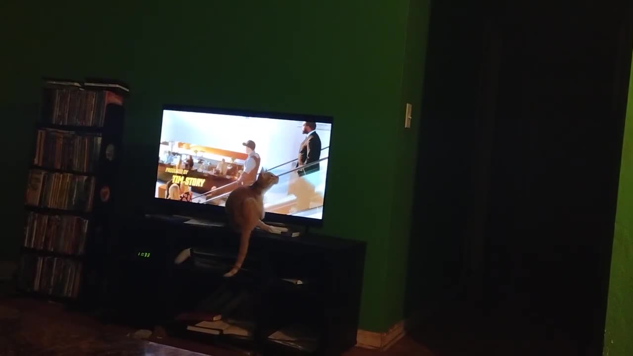 Our Kitten Watches TV