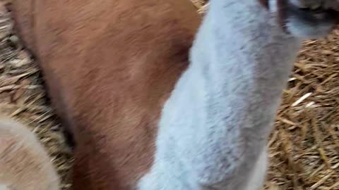 Llamas