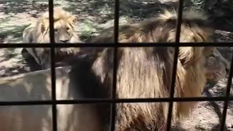 "This is what you call total control” as he grabs that lions nads is insane🤣🤣🤣🤣