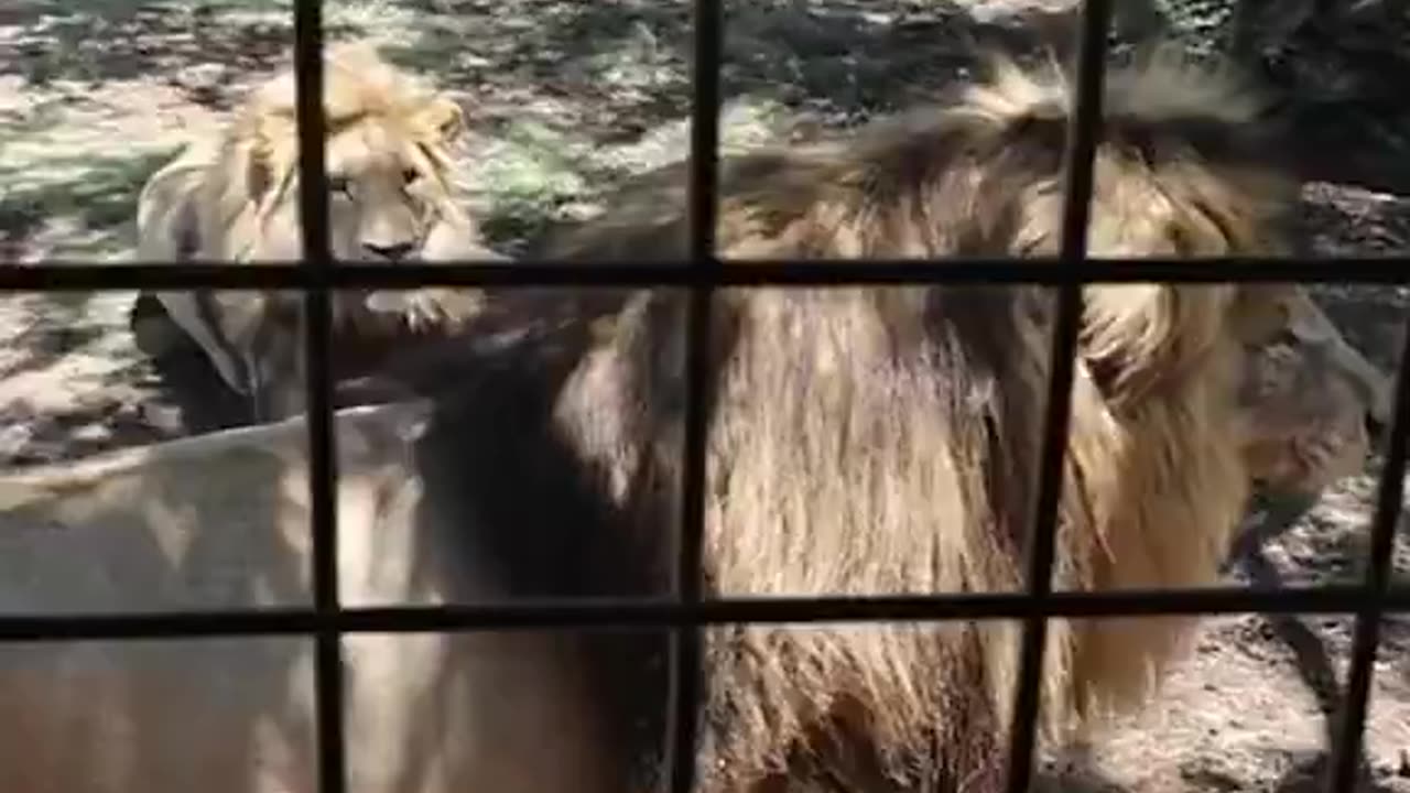 "This is what you call total control” as he grabs that lions nads is insane🤣🤣🤣🤣