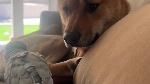 Rocket Protecting His Napping Peace