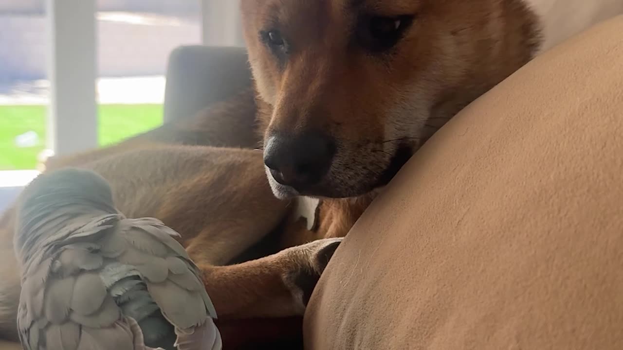 Rocket Protecting His Napping Peace