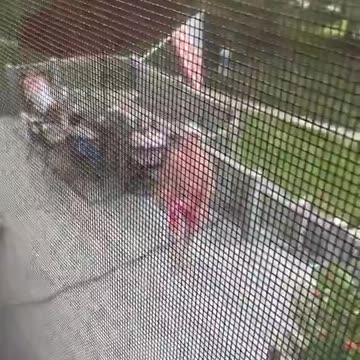 Liberal living at home shouts because parents invited over a Trump supporter for the Fourth of July