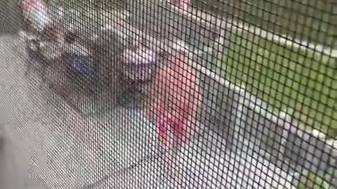 Liberal living at home shouts because parents invited over a Trump supporter for the Fourth of July