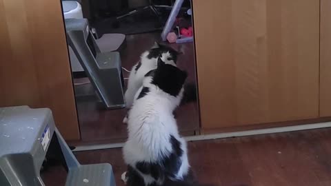 🤣🐱 Hissing At Himself In The Mirror Again! | FunFM
