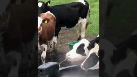 A selection of funny moments with animal #40