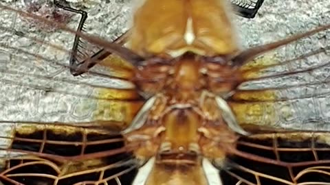 Dragon Fly