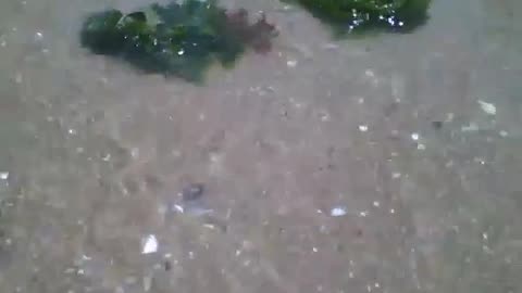 3 green seaweeds receiving the waves of the sea, filmed near of the beach [Nature & Animals]