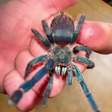 From Day 1 to Day 100: Watch This Animal's Incredible Growth! #animaljourney #beautifulnature