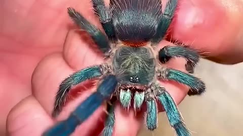 From Day 1 to Day 100: Watch This Animal's Incredible Growth! #animaljourney #beautifulnature