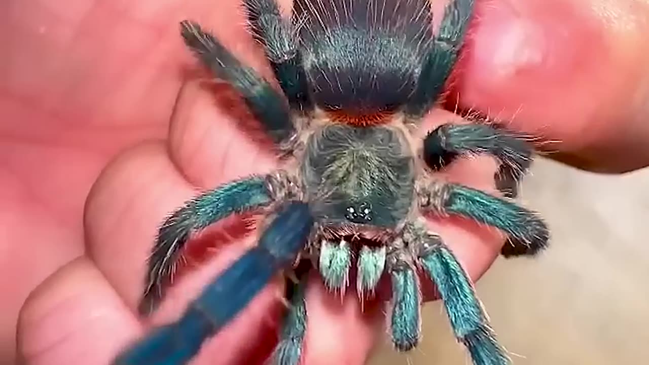 From Day 1 to Day 100: Watch This Animal's Incredible Growth! #animaljourney #beautifulnature