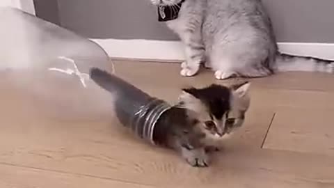 Baby Cat Vibes: Too Cute to Miss