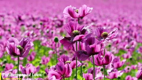 Tenderness of Love